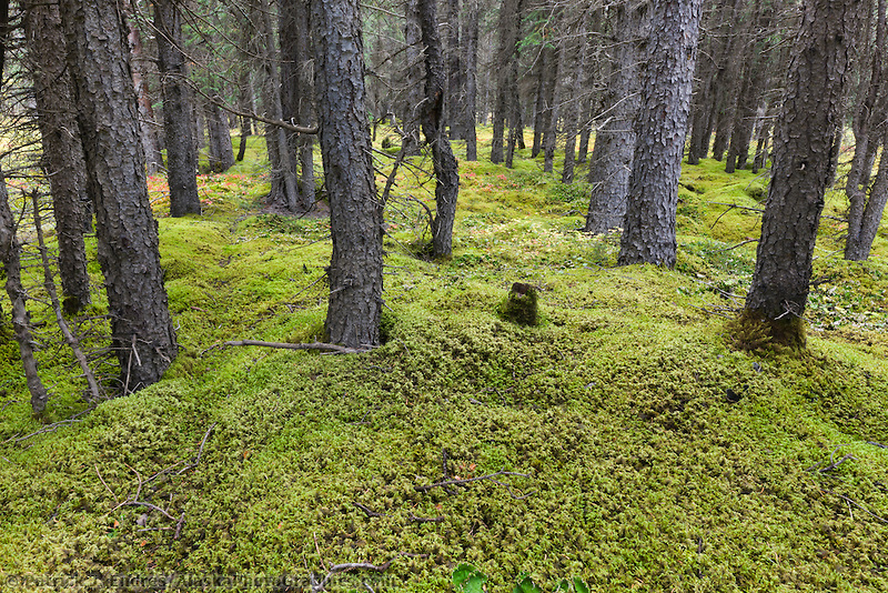 Sphagnum Moss - Binley Florist & Garden Center