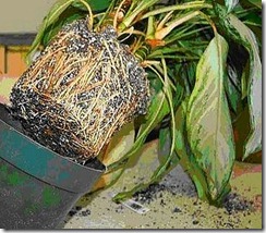 How to Repot House Plants - Binley Florist & Garden Center