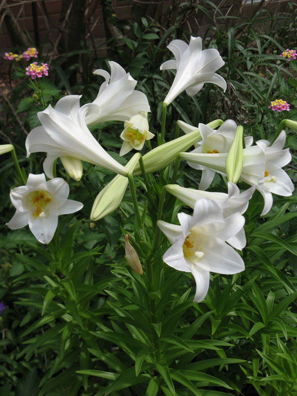 Easter Lilies A Brief History Binley Florist Garden Center,Types Of Hamsters
