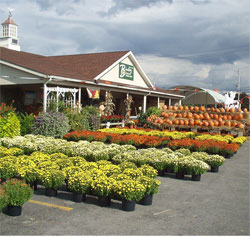 The Store