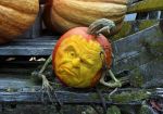 pumpkin 14-95