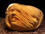 pumpkin 19-85